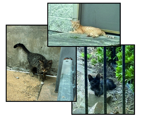 Cats roam the Bryan High Campus freely throughout the day, drawing the attention of students.