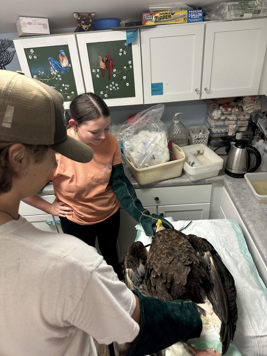 Junior Hannah Cockerham assists with a procedure on a bald eagle. 